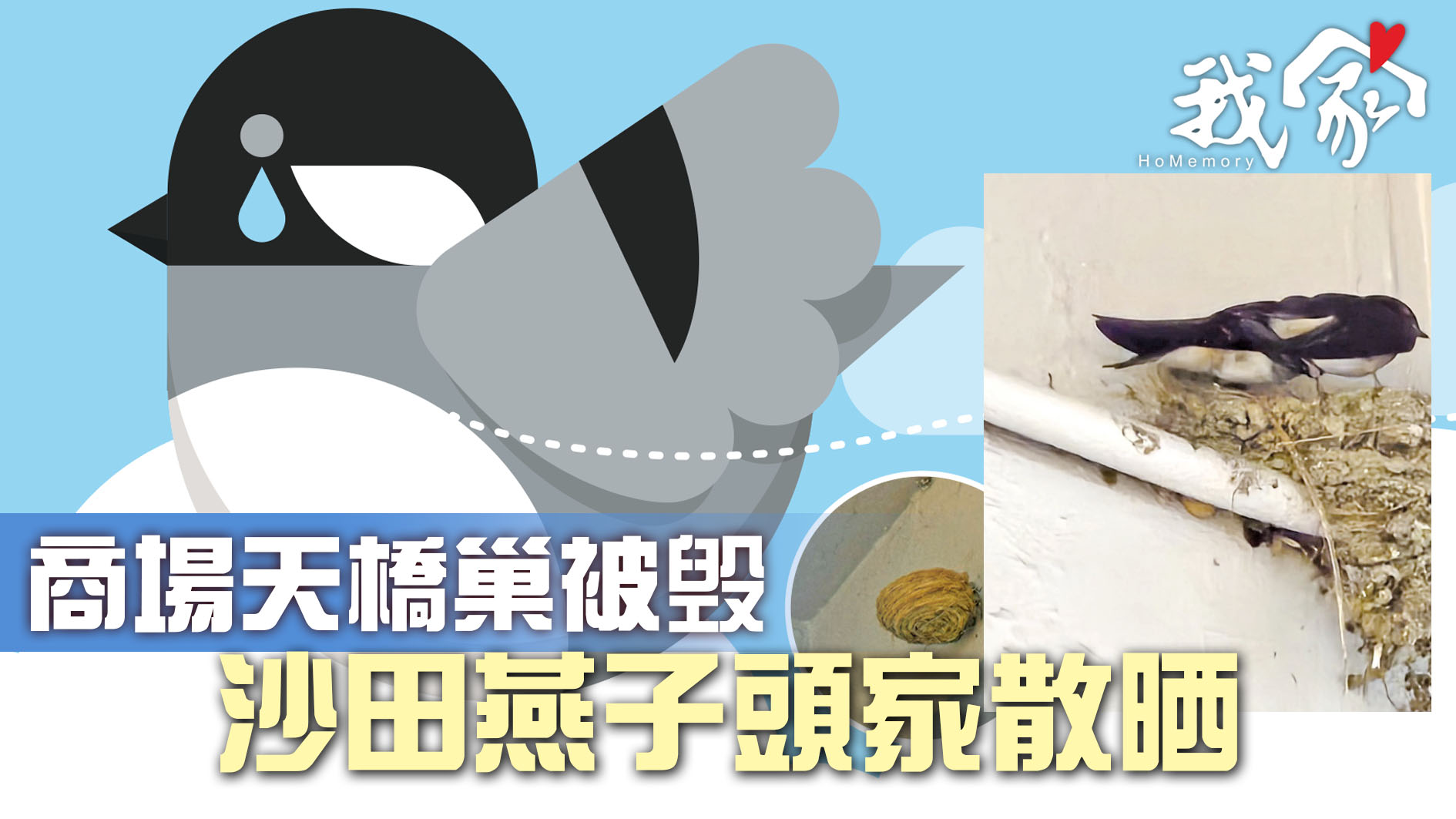 (沙田)商場天橋巢被毁  沙田燕子頭家散晒